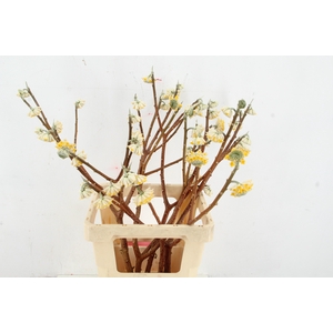 EDGEWORTHIA EXCLUSIEF