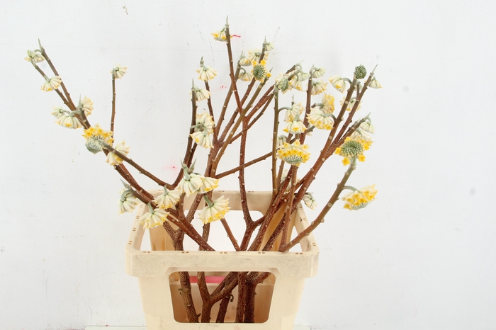 <h4>EDGEWORTHIA EXCLUSIEF</h4>