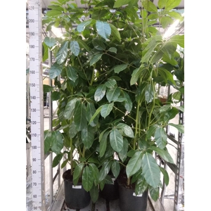 Schefflera actin. 'Amate'