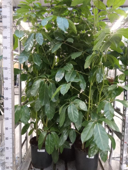 <h4>Schefflera actin. 'Amate'</h4>