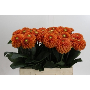 Dahlia Bright Orange