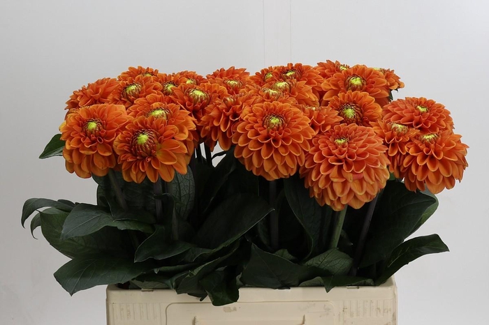 Dahlia Bright Orange