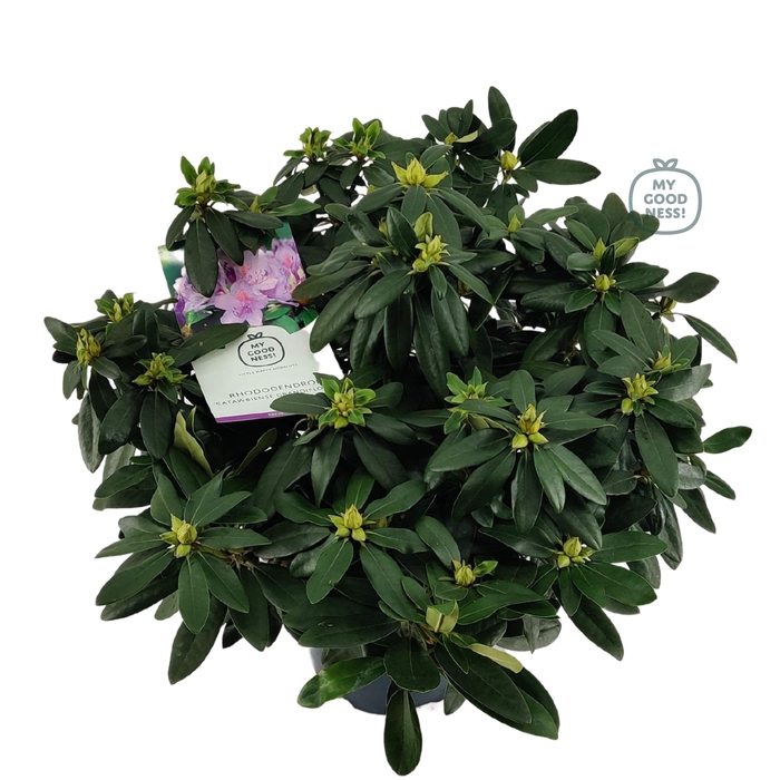<h4>Rhododendron hybr. 'Cat. Grandiflorum' C7.5 50-60</h4>