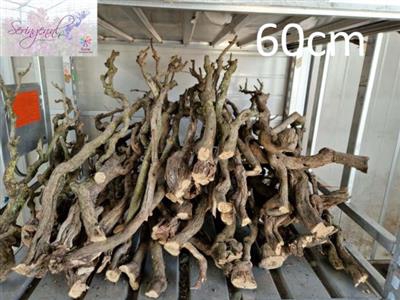 <h4>SERINGENSTRONK 60-80</h4>