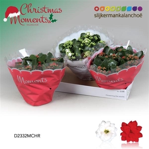 Kalanchoe blossfeldiana gevuld gemengd 2 kleuren