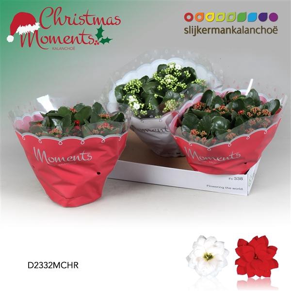<h4>Kalanchoe blossfeldiana gevuld gemengd 2 kleuren</h4>