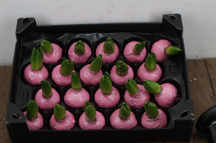 Wax Hyacinth Pinkrose