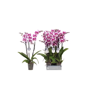 Phalaenopsis Barcelona, 3-spike 22+