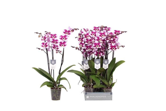 <h4>Phalaenopsis Barcelona, 3-spike 22+</h4>
