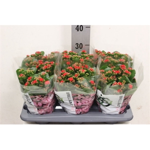 Kalanchoe double Rose Flowers Noelle