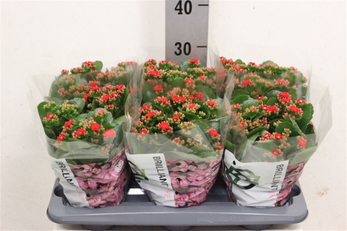 <h4>Kalanchoe double Rose Flowers Noelle</h4>