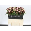 Paeonia Sarah Bernhardt Ongeplozen
