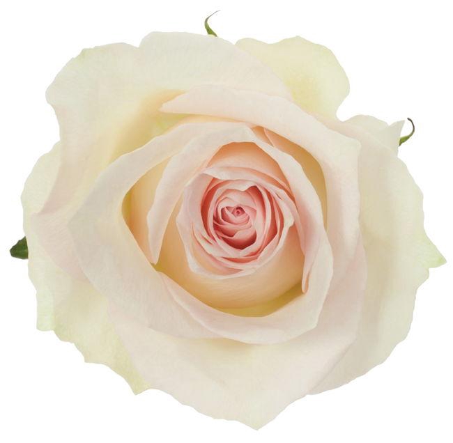 <h4>R GR RAGAZZA</h4>