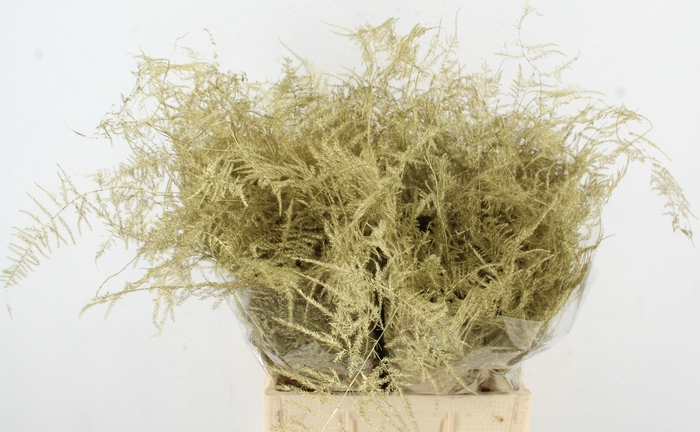 <h4>Asp IT Ex Veren Goud</h4>