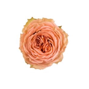 R Gr Country Home Peach 50cm EC