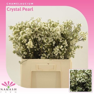 Chamelaucium Crystal Pearl