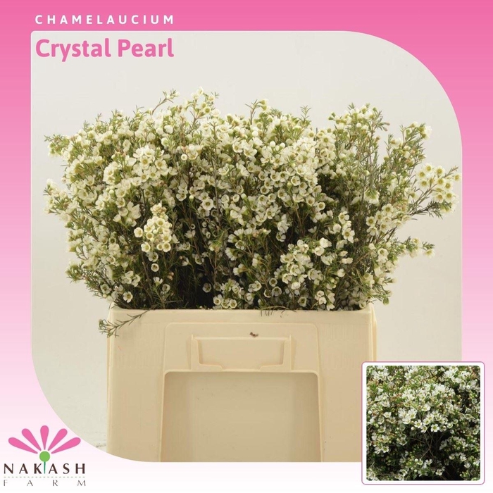 <h4>Chamelaucium Crystal Pearl</h4>