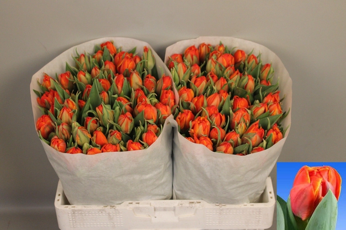 <h4>TU DU QUEENSDAY</h4>