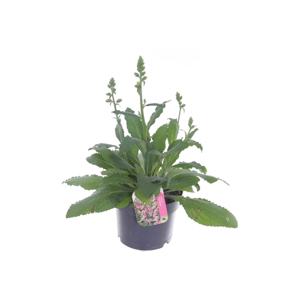 <h4>Digitalis Pink Panther</h4>
