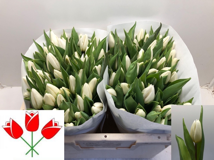 <h4>TU EN WHITE PRINCE</h4>