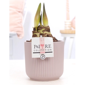 Hippeastrum pink in P&PURE Sophie ceramics pink