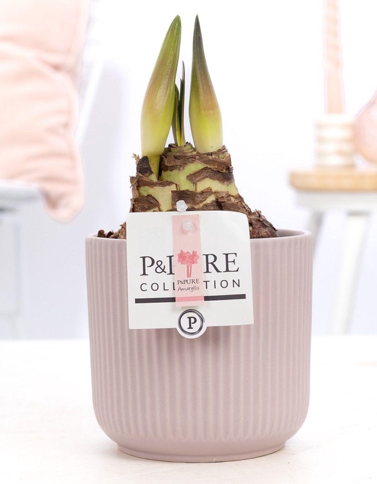 <h4>Hippeastrum pink in P&PURE Sophie ceramics pink</h4>