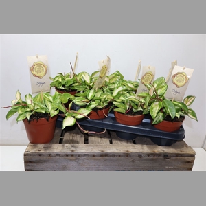 Hoya C Tricolor