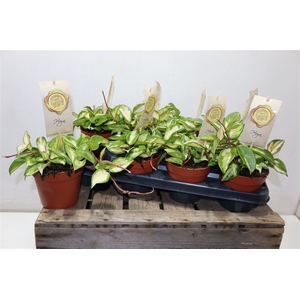 Hoya C Tricolor