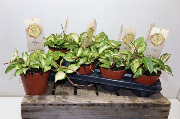 <h4>Hoya C Tricolor</h4>