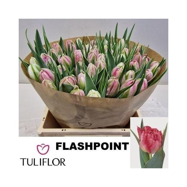 <h4>TU DU FLASH POINT</h4>