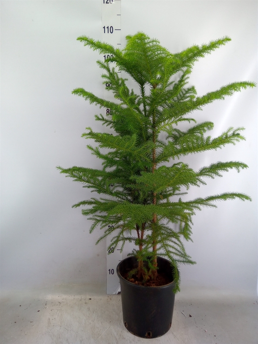 <h4>Araucaria heterophylla</h4>