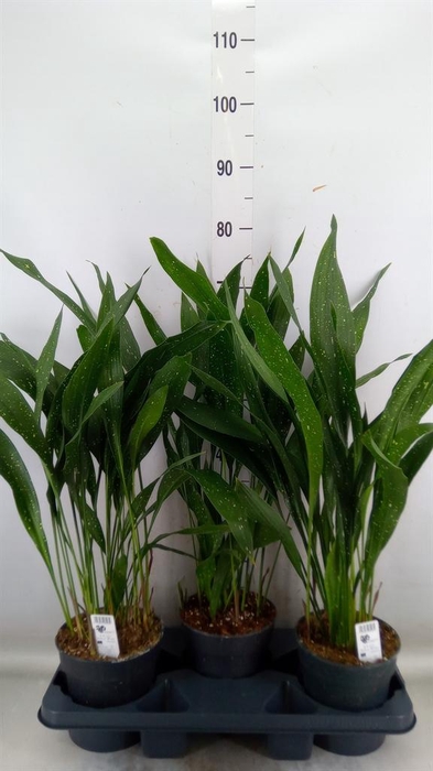 <h4>Aspidistra elat.</h4>