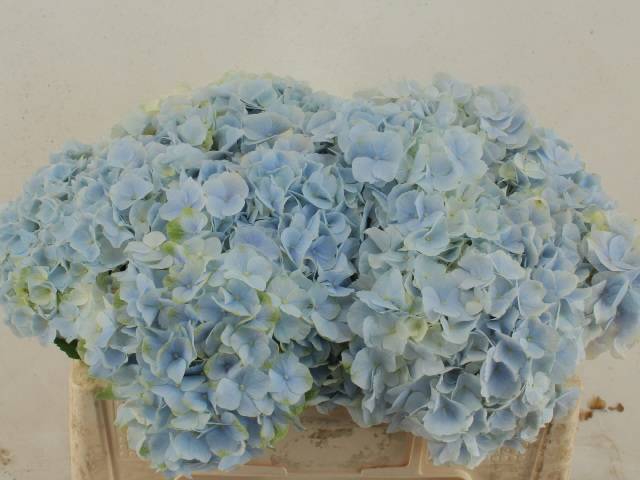 <h4>Hydr Verena Blue Steejo</h4>