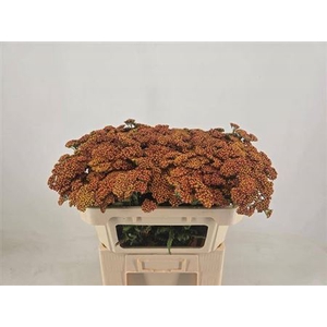 Achillea Walther Funcke