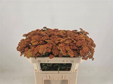 <h4>Achillea Walther Funcke</h4>