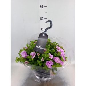 Petunia  'Surfinia'   ...