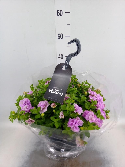 <h4>Petunia  'Surfinia'   ...</h4>