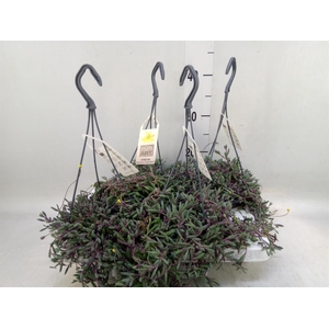 Senecio   ...