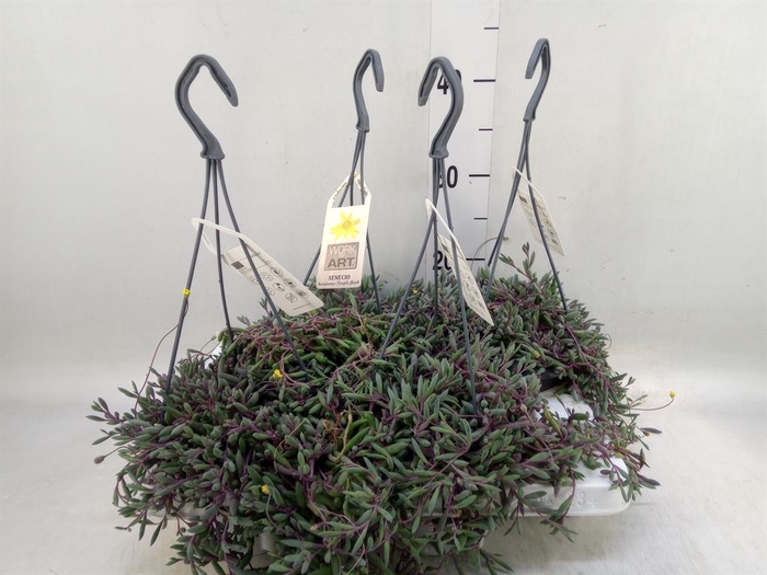 <h4>Senecio   ...</h4>