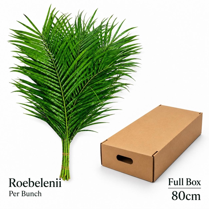 <h4>PHOENIX ROEBELENI BS</h4>