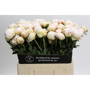 Paeonia Odile