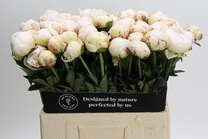 <h4>Paeonia Odile</h4>