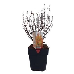 Berberis th. 'Yellow Tower' ® P17