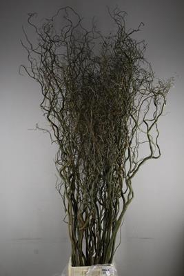 <h4>Salix Tortuosa 210-240 Cm</h4>