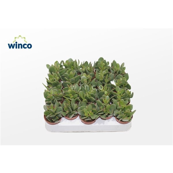 <h4>Crassula Minova</h4>