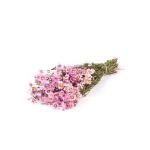 .Rodanthe nat.pink