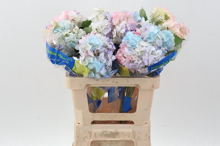 <h4>Hydr Pastel Pink</h4>