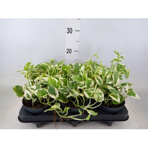 Epipremnum pinn. 'NJoy'