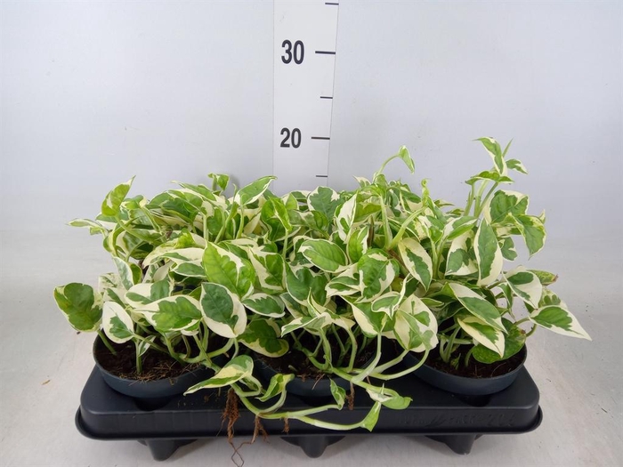 <h4>Epipremnum pinn. 'NJoy'</h4>