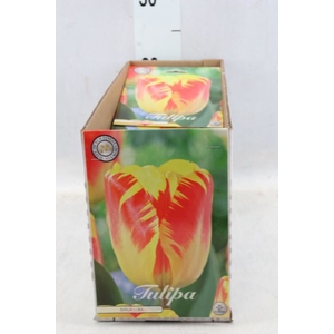 Tulipa   ...flowerbulbs